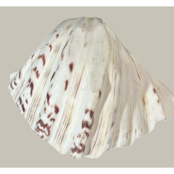 Seashells 2 Large & 2 Smaller Ones Estate Sale Find Very Beautiful - Lot Of 4 - Picture 4 of 16